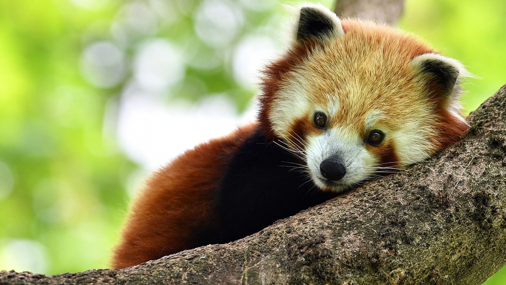 Roter Panda im Tierpark Hellabrunn