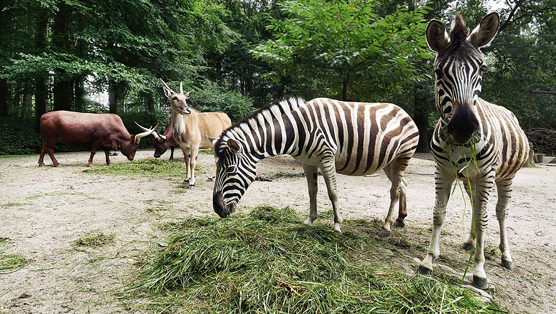Zoo Rostock Zebras