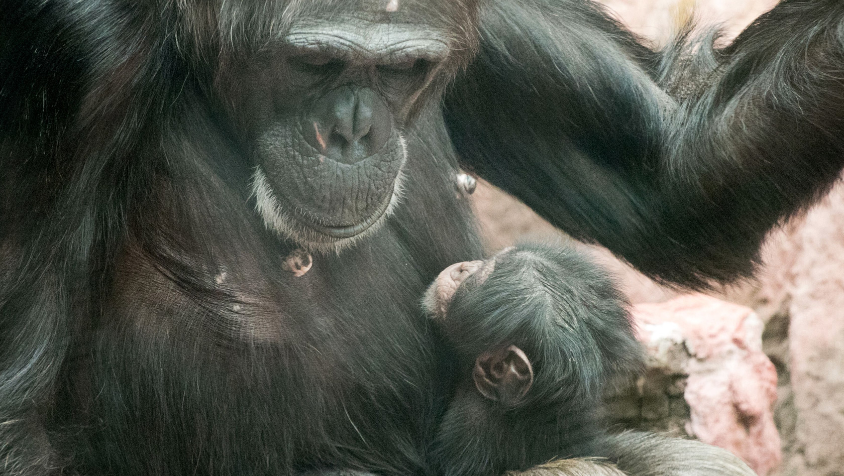 ZOOM Erlebniswelt Schimpansen-Baby Jahaga