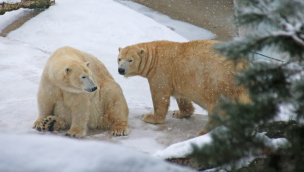 Eisbären im Schnee im Zoo Karlsruhe