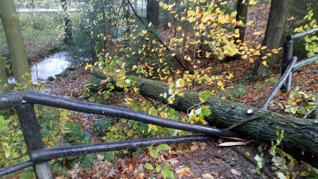 Freizeitpark Plohn herwart Baum umgestürzt