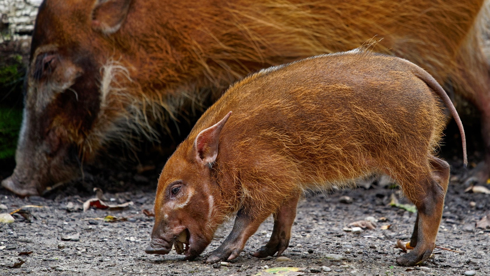 Pinselohrschweinbaby im Tierpark Hellabrunn 2017