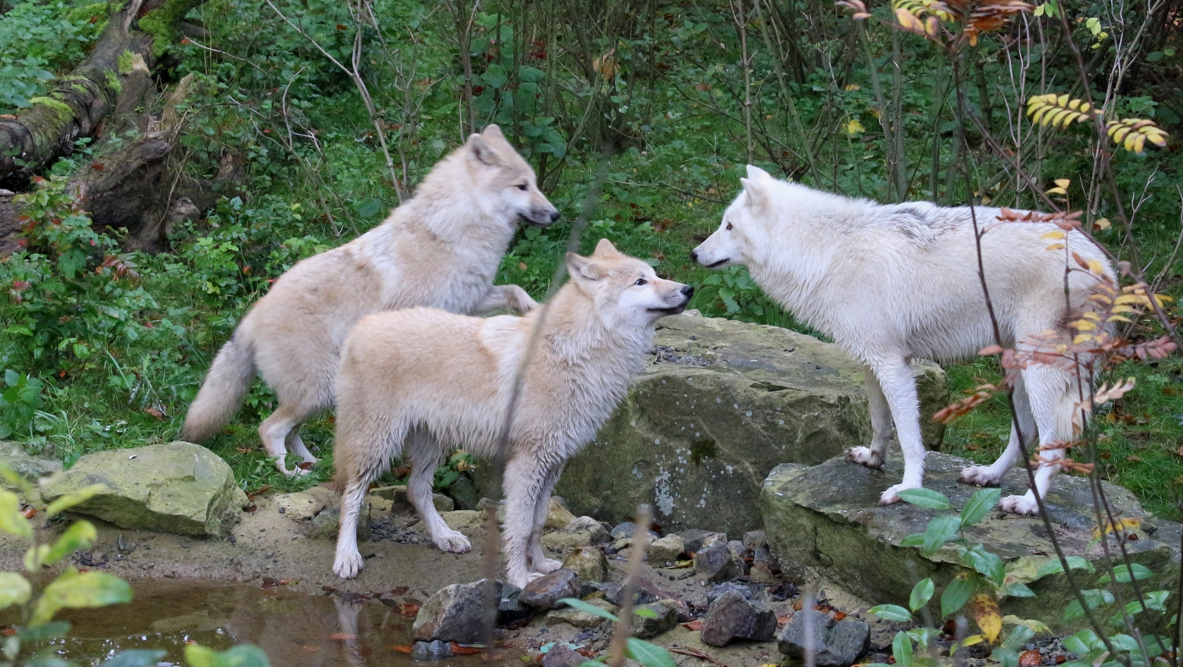 Wolfsfaehen Zoo Osnabrück