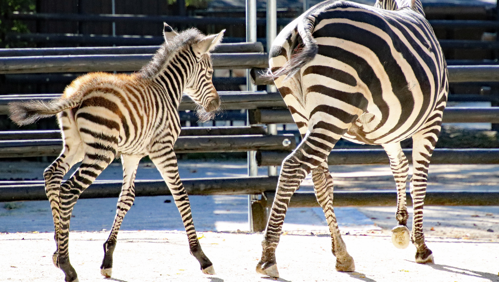 Zebra-Baby im Zoo Karlsruhe 2017