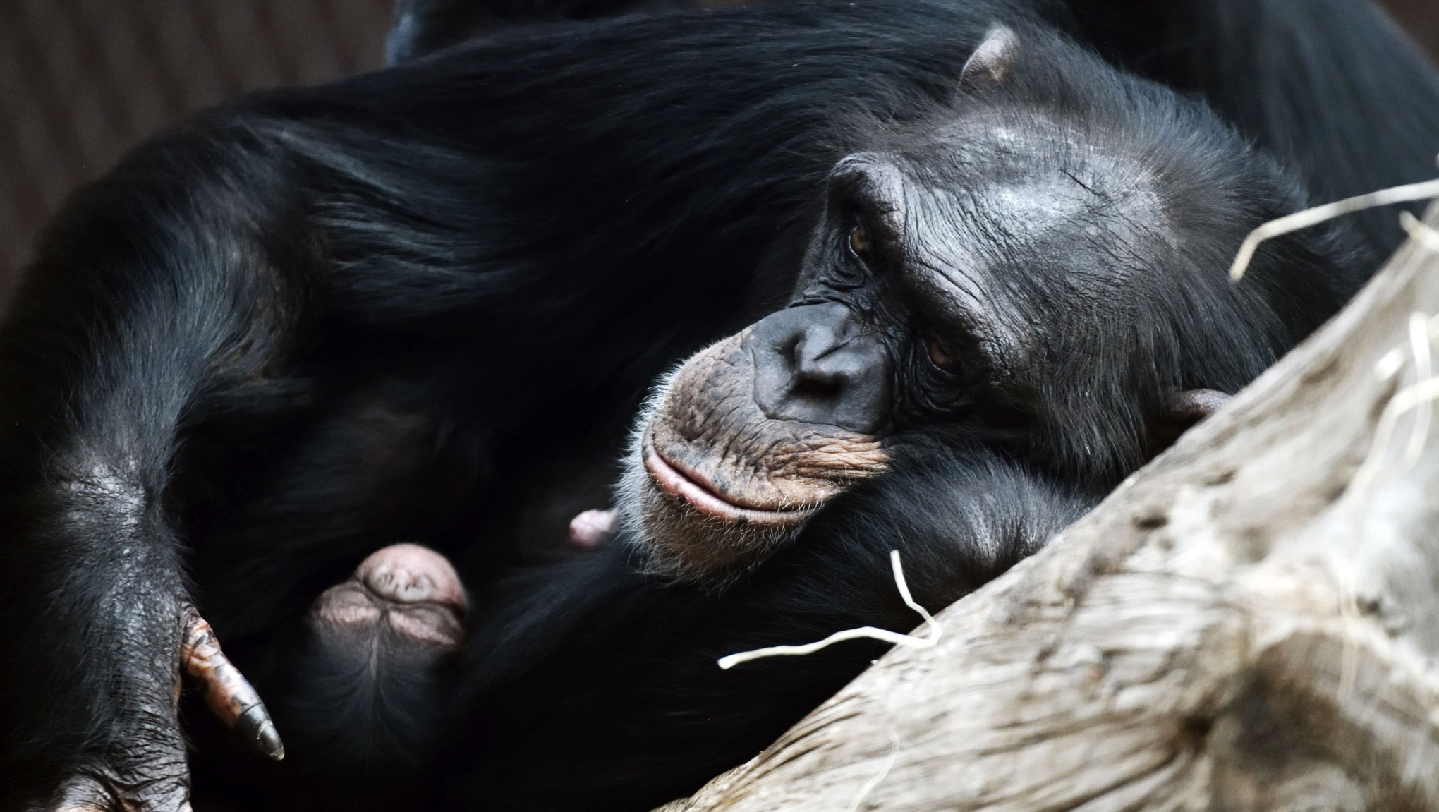 Schimpanse Nachwuchs ZOOM Erlebniswelt Winter 2017