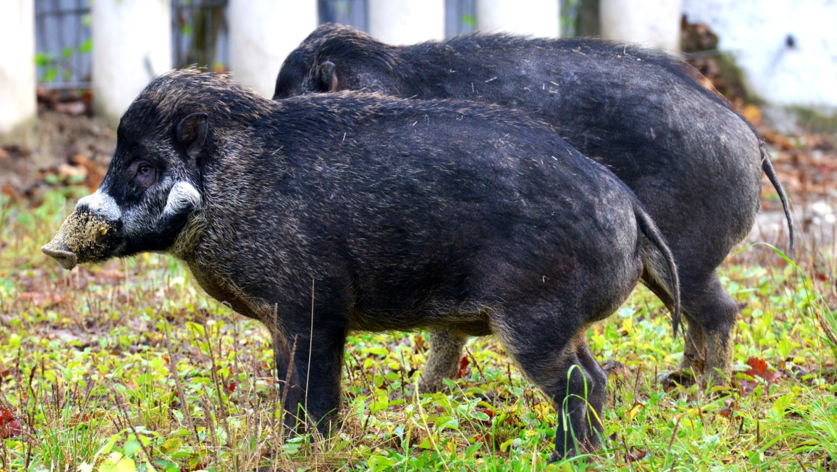 Visayas Pustelschweine im Hellabrunner Nashornhaus