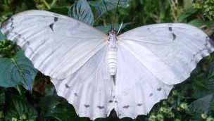 Allgäuer Schmetterlings-Erlebniswelt