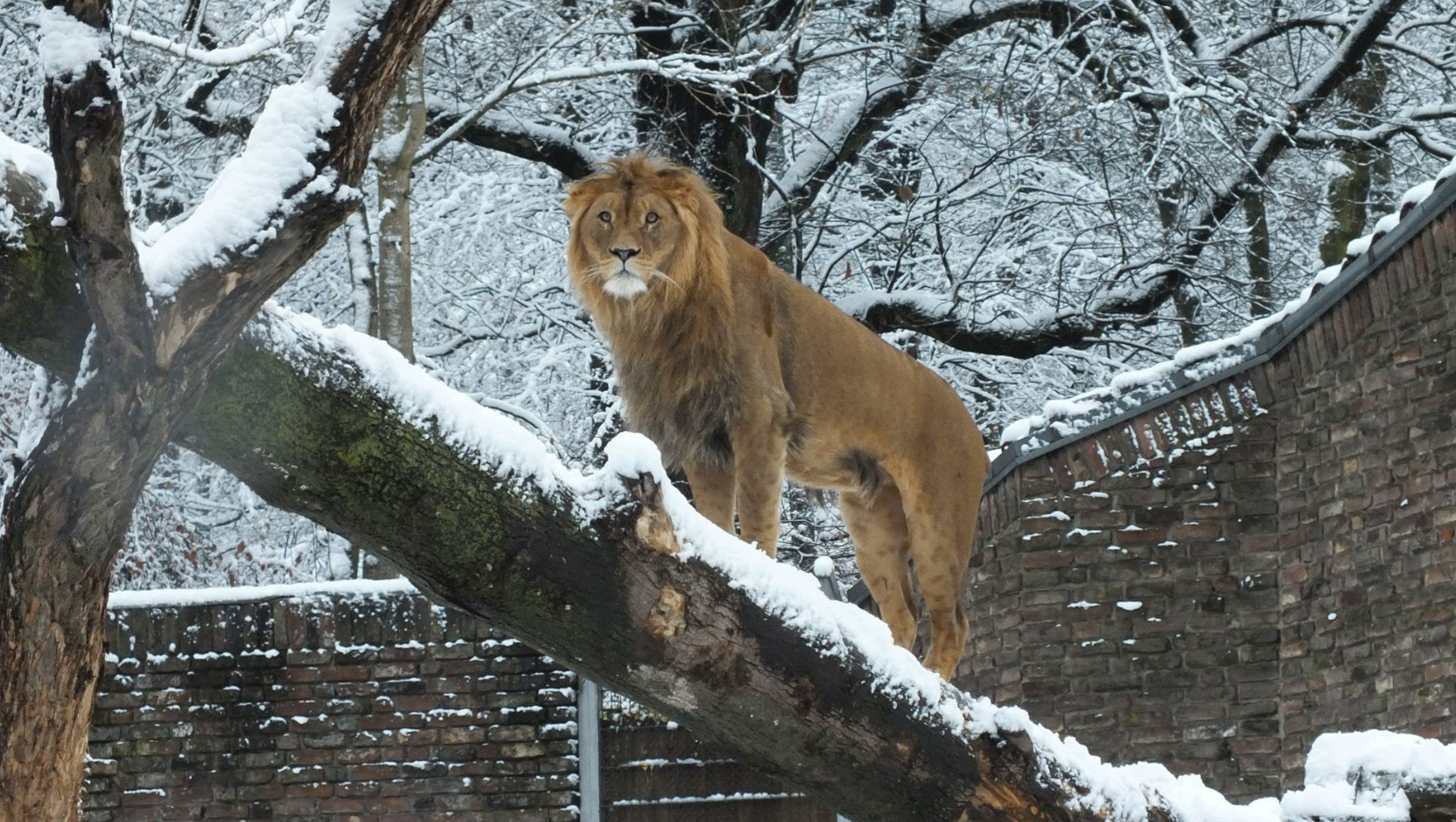 Zoo Duisburg Winter-Zoo Löwe
