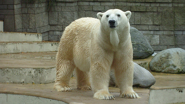 Eisbär Lars im Zoo Wuppertal