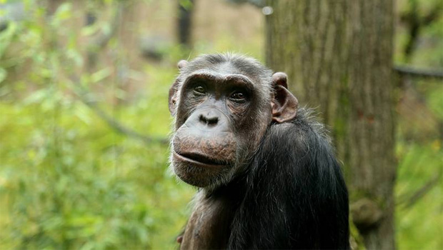 Zoo Wuppertal: Schimpanse