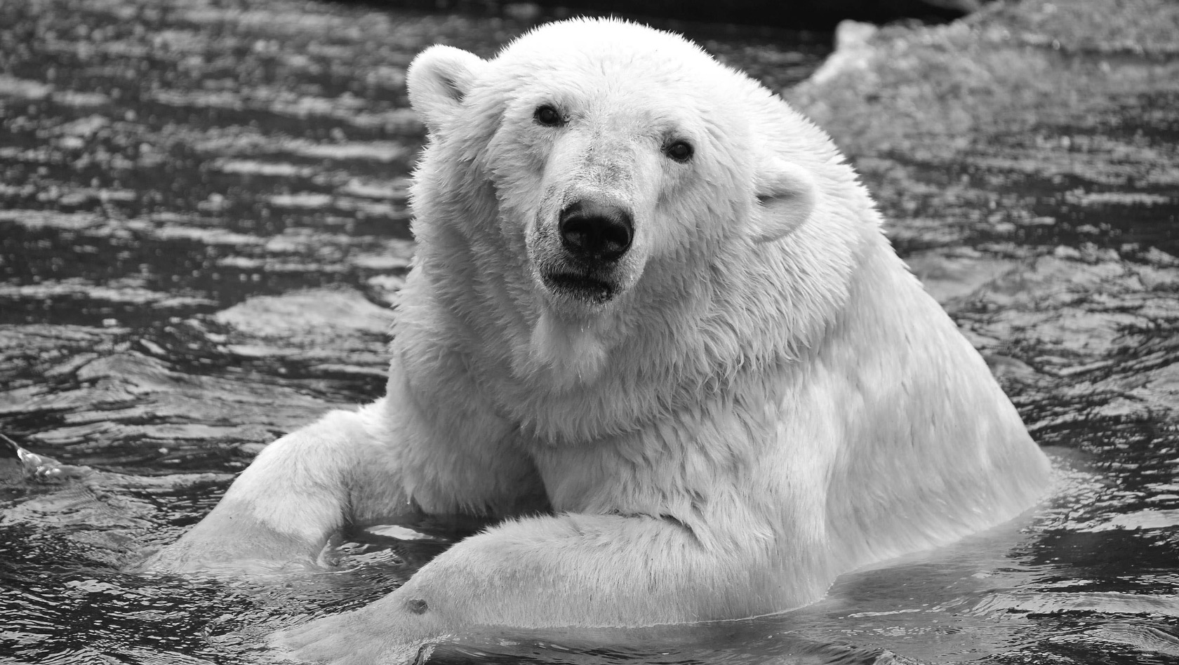 Eisbär Vienna gestorben - Zoo Rostock/Frankreich