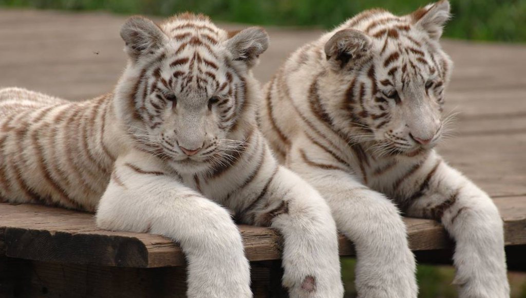 Weiße Tiger im Tier- und Freizeitpark Thüle