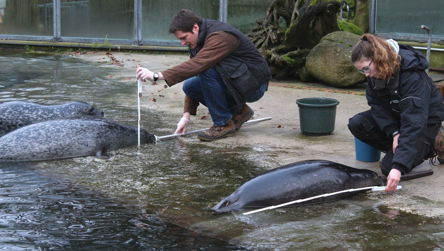 Zoo Osnabrück bei der tierischen Inventur 20118: Die Seehunde