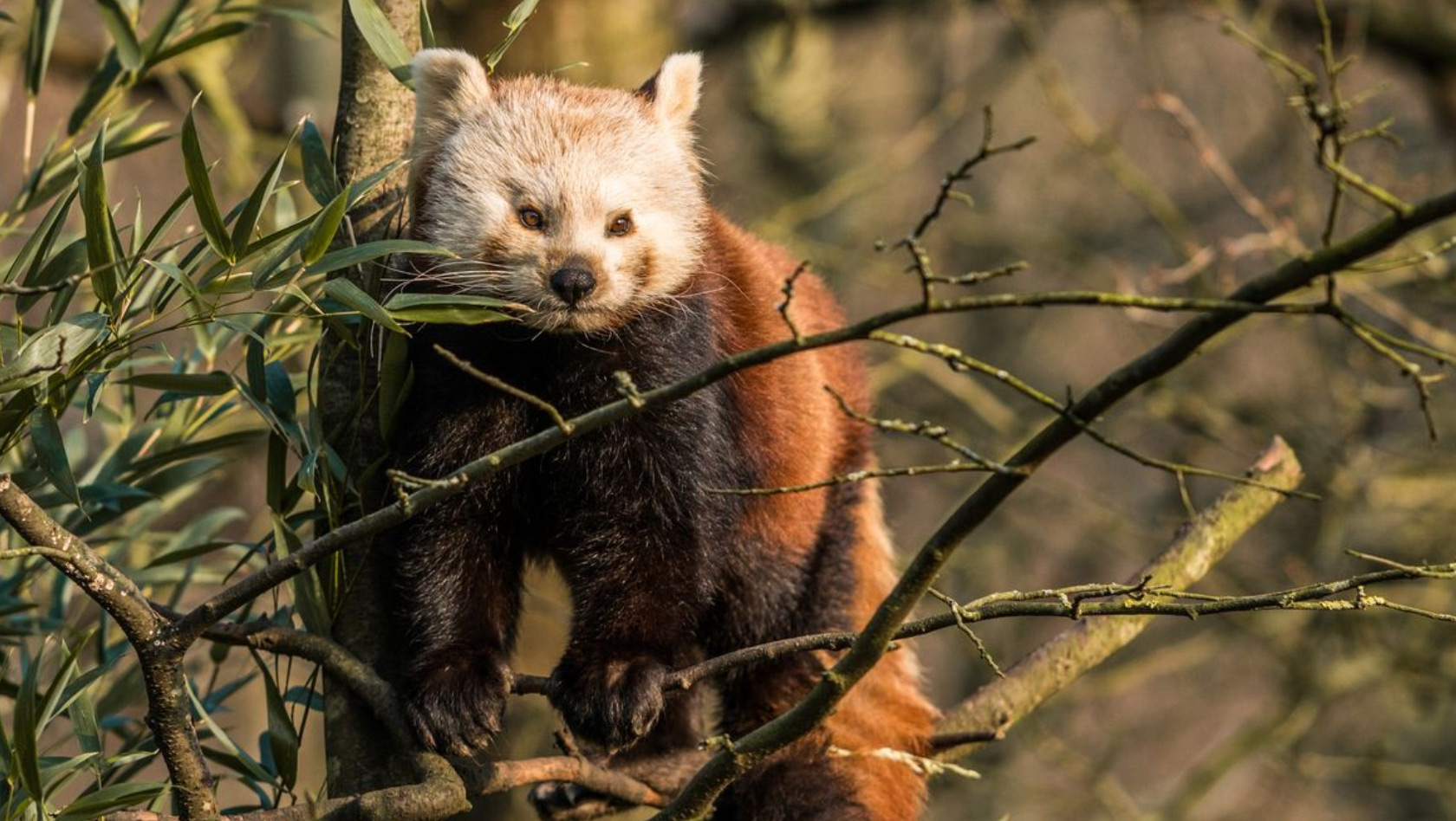 Roter Panda im Erlebnis-Zoo Hannover