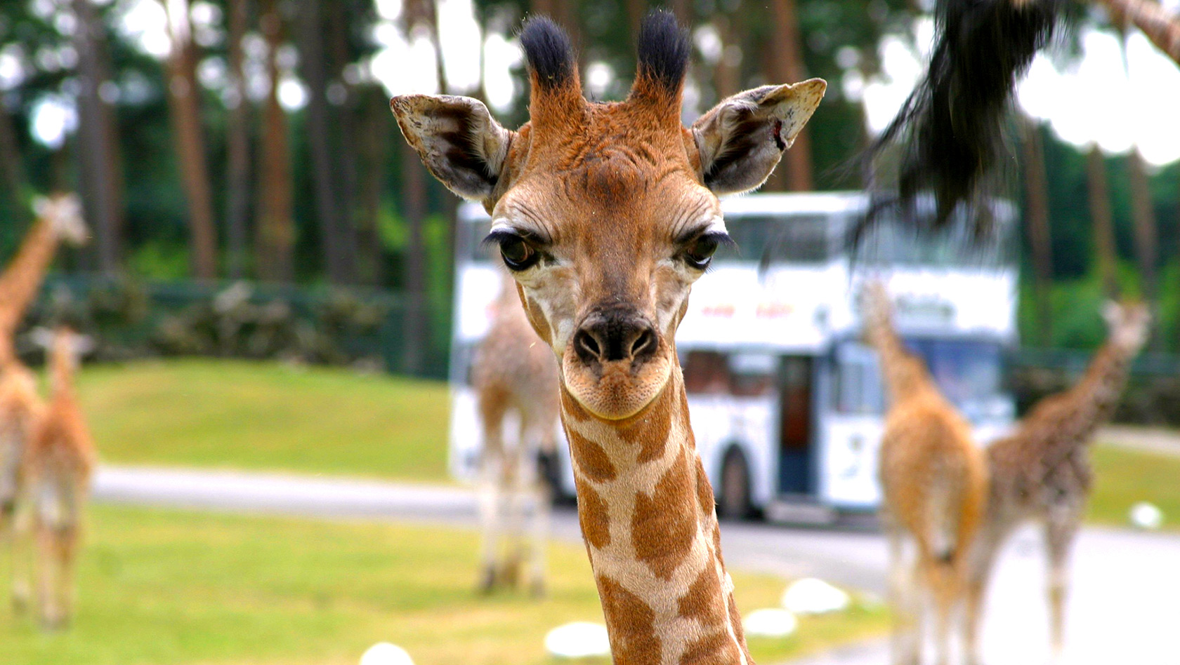 Serengeti-Park Giraffe Safaribus