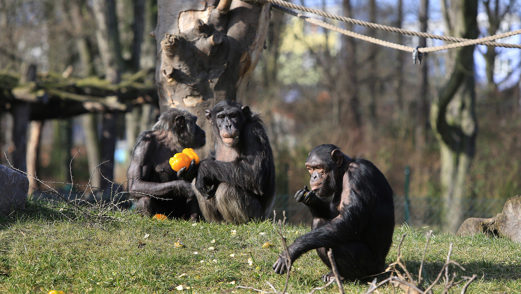 Zoo Magdeburg Schimpansen
