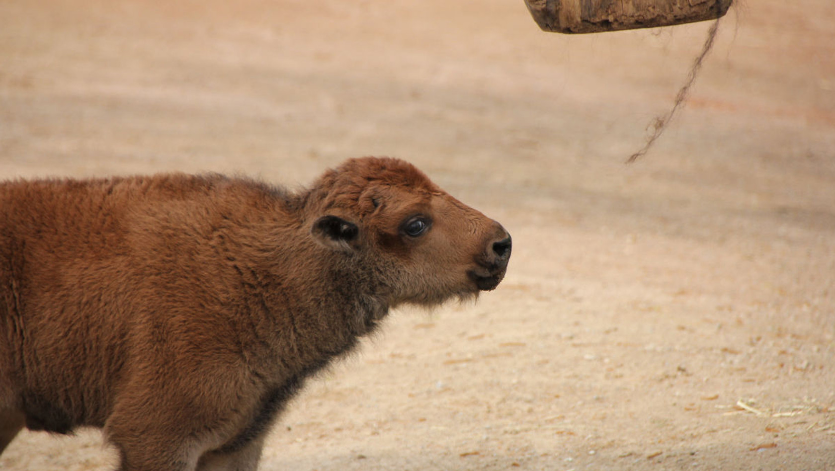 Bison-Baby im Erlebnis-Zoo Hannover