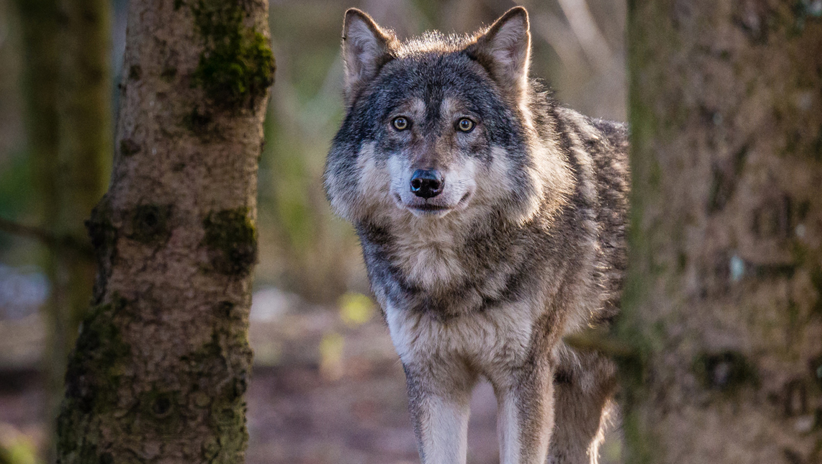 Tierpark Hellabrunn Europäischer Wolf