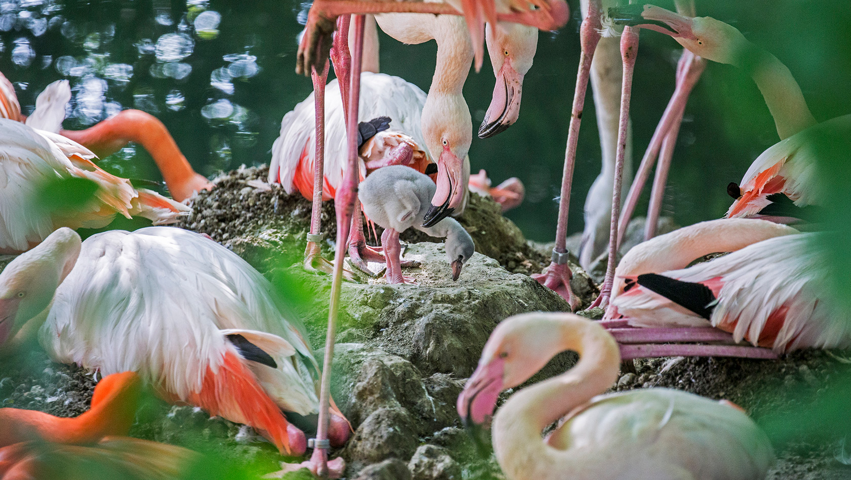Flamingo Babys Hellabrunn