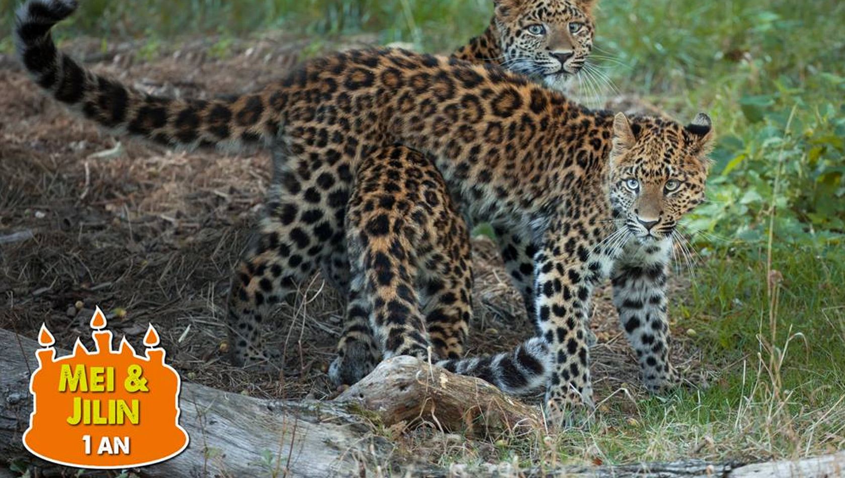 Gepard im Erlebnis-Zoo hannover Julin aus Zoo Thoiry