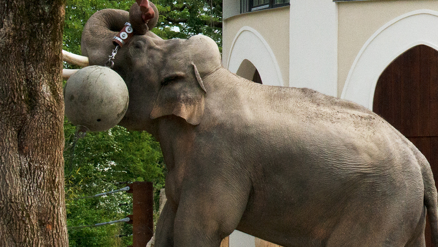 Tierpark Hellabrunn Elefanten Herausforderungen neu 2018
