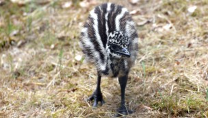 Emu-Küken im Zoo Rostock