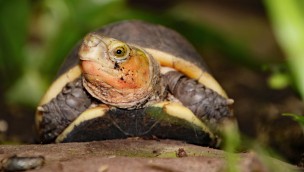 Gelbrand-Scharnierschildkröte im Zoo Karlsruhe