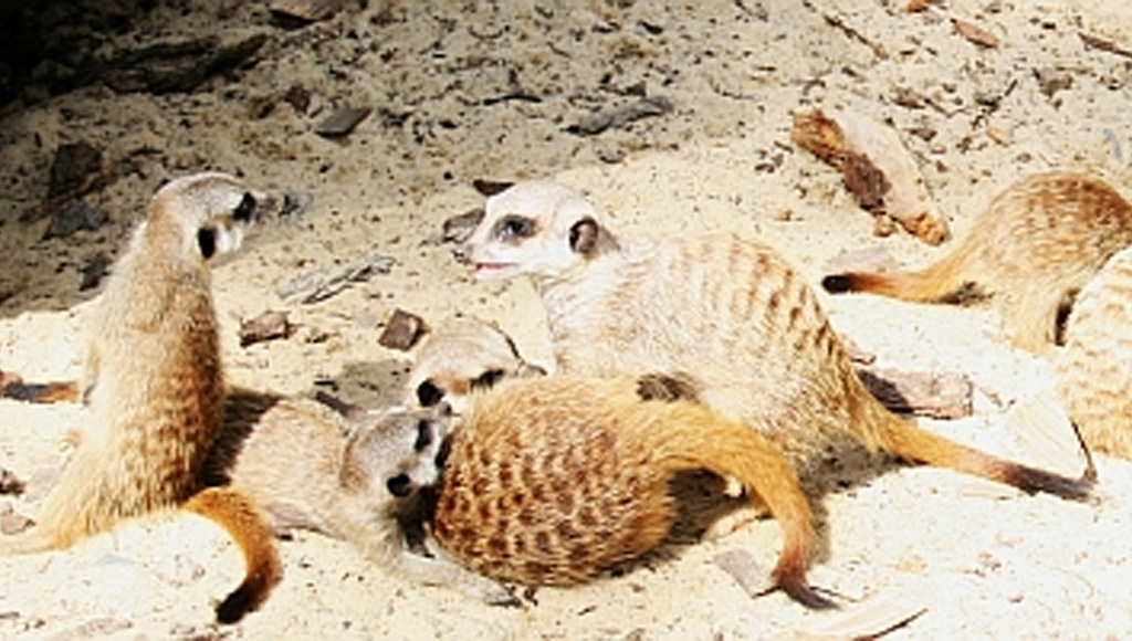 erdmaennchen-zoo-aschersleben