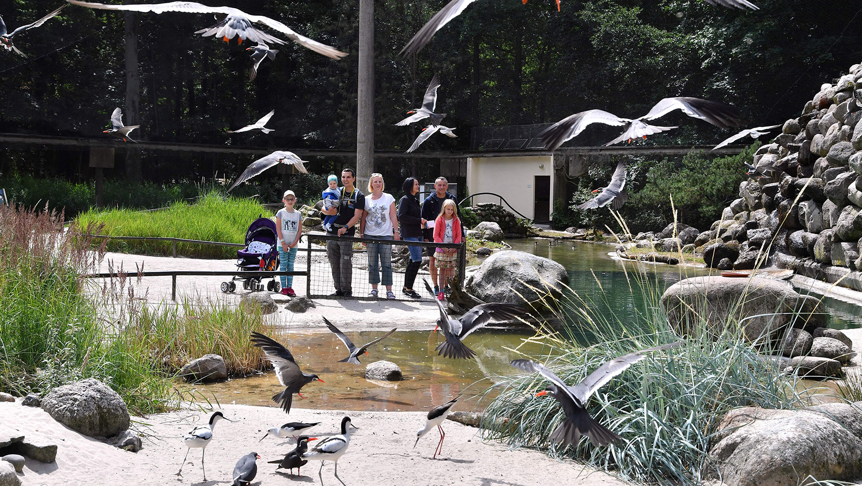 Zoo Rostock Seevogel-Voliere neu 2018