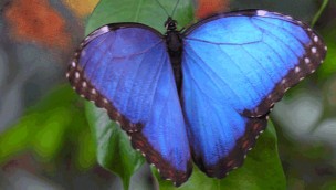 Alaris Schmetterlingspark Blauer Falter