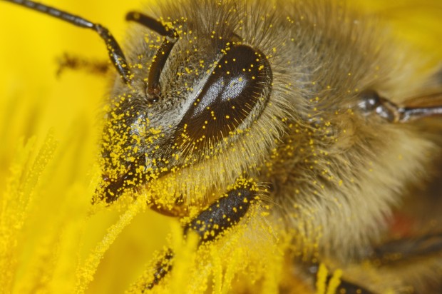 Bee-covered-with-pollen-of-a-dandelion-blossom