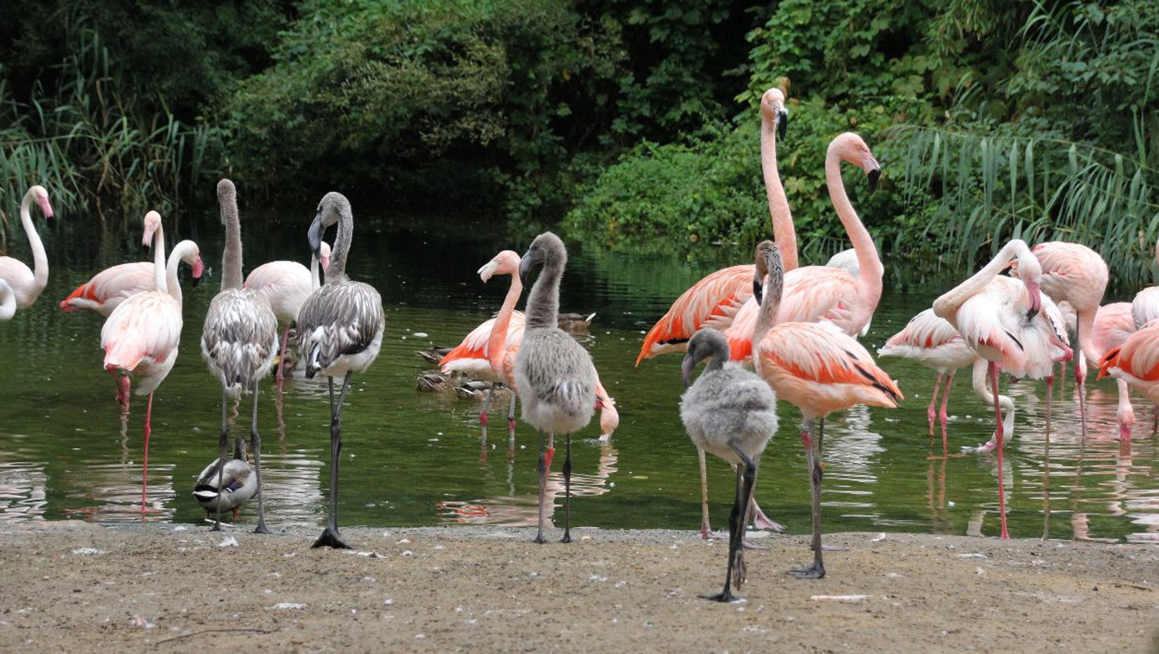 Erlebnis-Zoo Hannover Flamingos 2018
