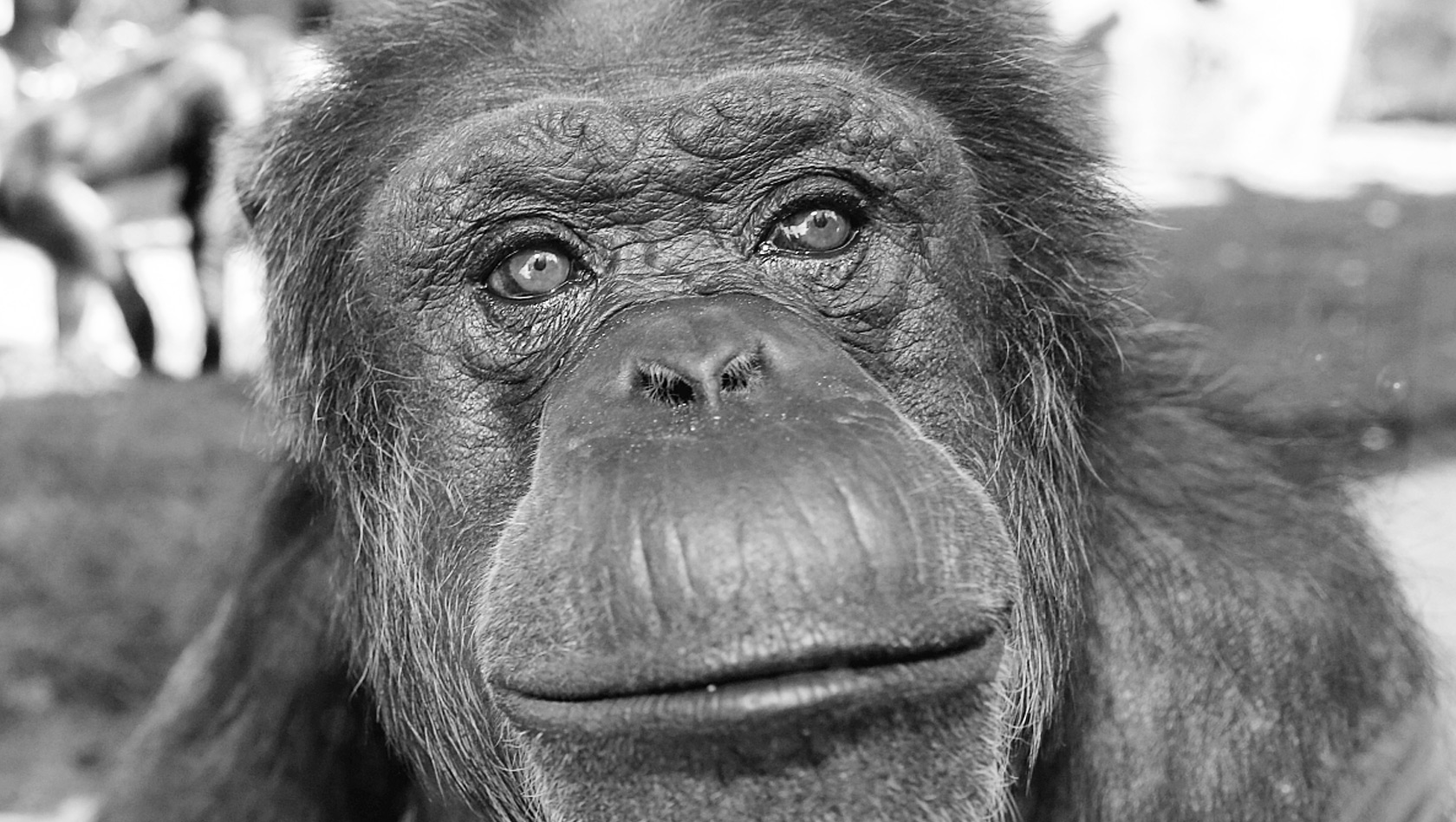 Erlebnis-Zoo Hannover Jeany Schimpanse tot gestorben