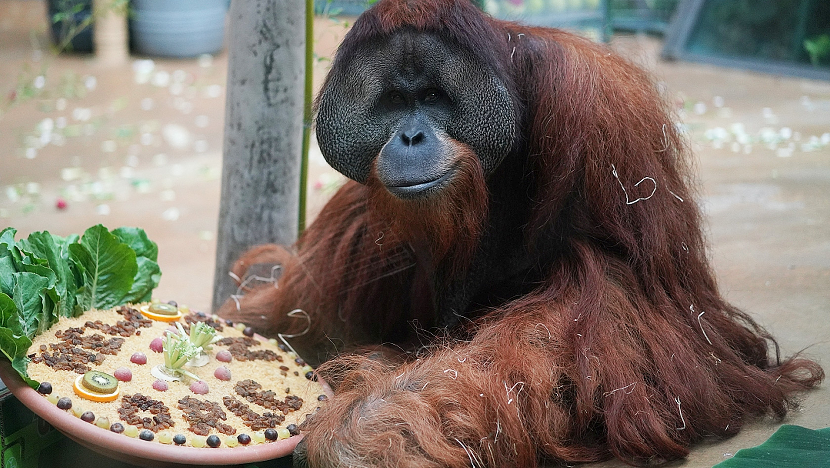 Erlebnis-Zoo Hannover Sumatra Orang Utan Jambi nach New Orleans