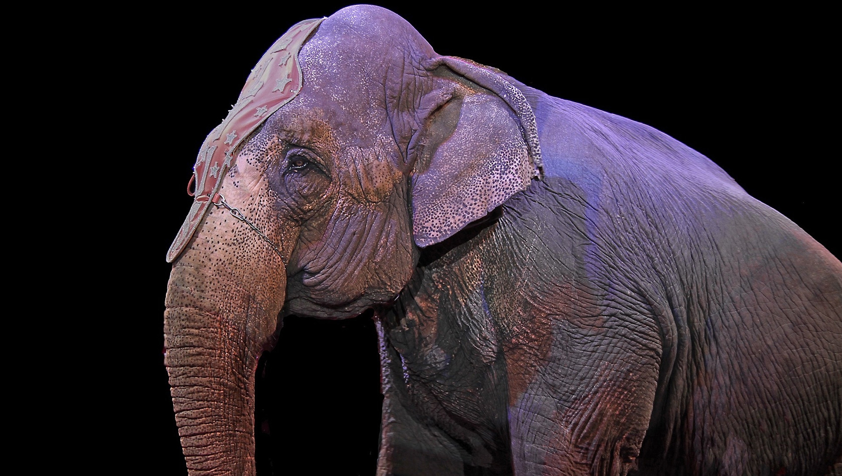 Ein Zirkuselefant, den der Safaripark Knuthenborg aufnehmen will