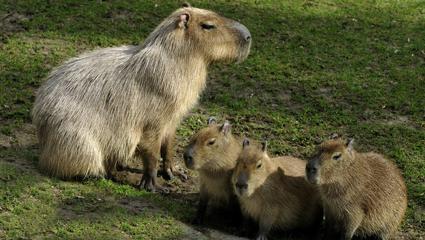 koelner-zoo-capybaras