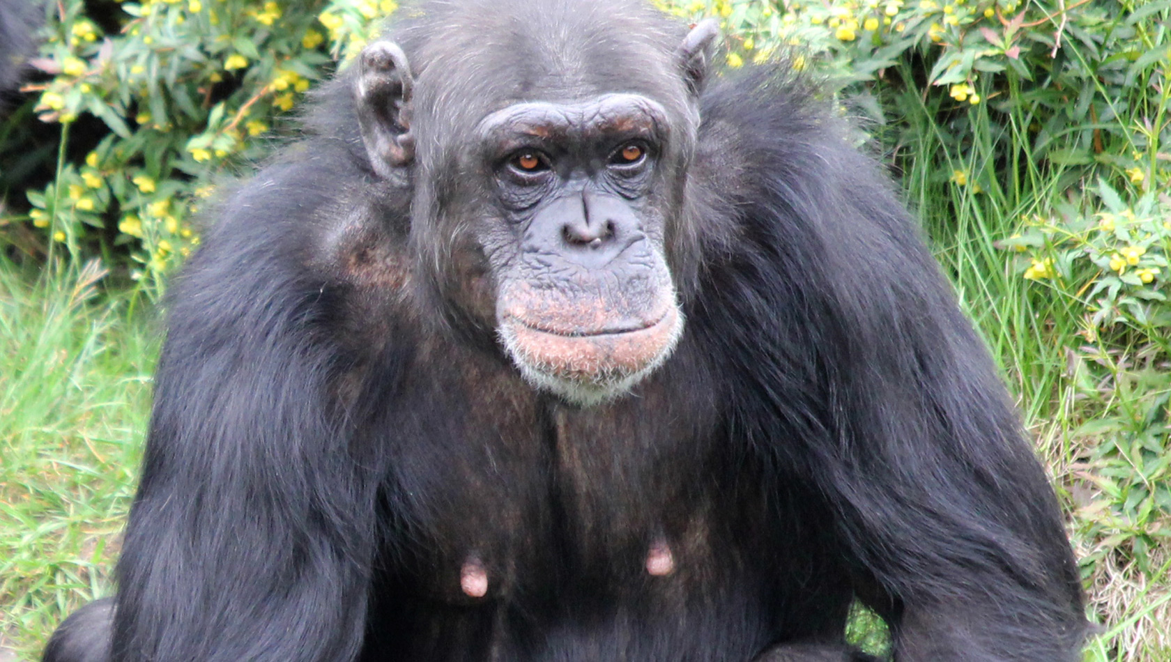 Zoo Osnabrück Schimpanse Buba