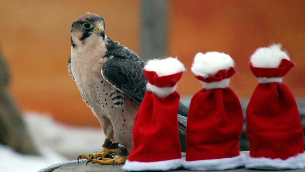 Weihnachten mit Greifvogel Erlebnis Zoo hannover