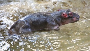 Flusspferd Nachwuchs tot in Karlsruher Zoo 2019