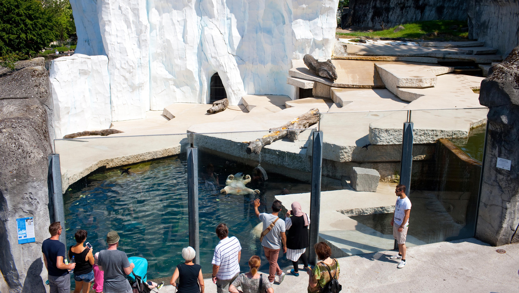 Zoo Karlsruhe Eisbären im Sommer