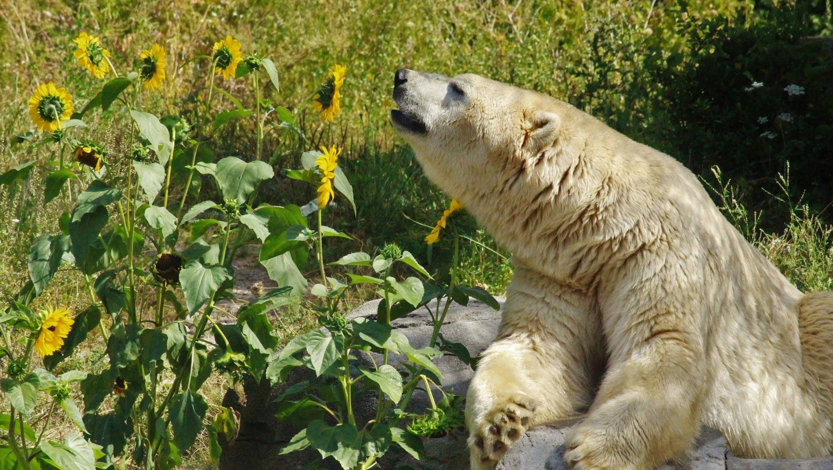 Erlebnis-Zoo Hannover Eisbär mit Sonneblumen
