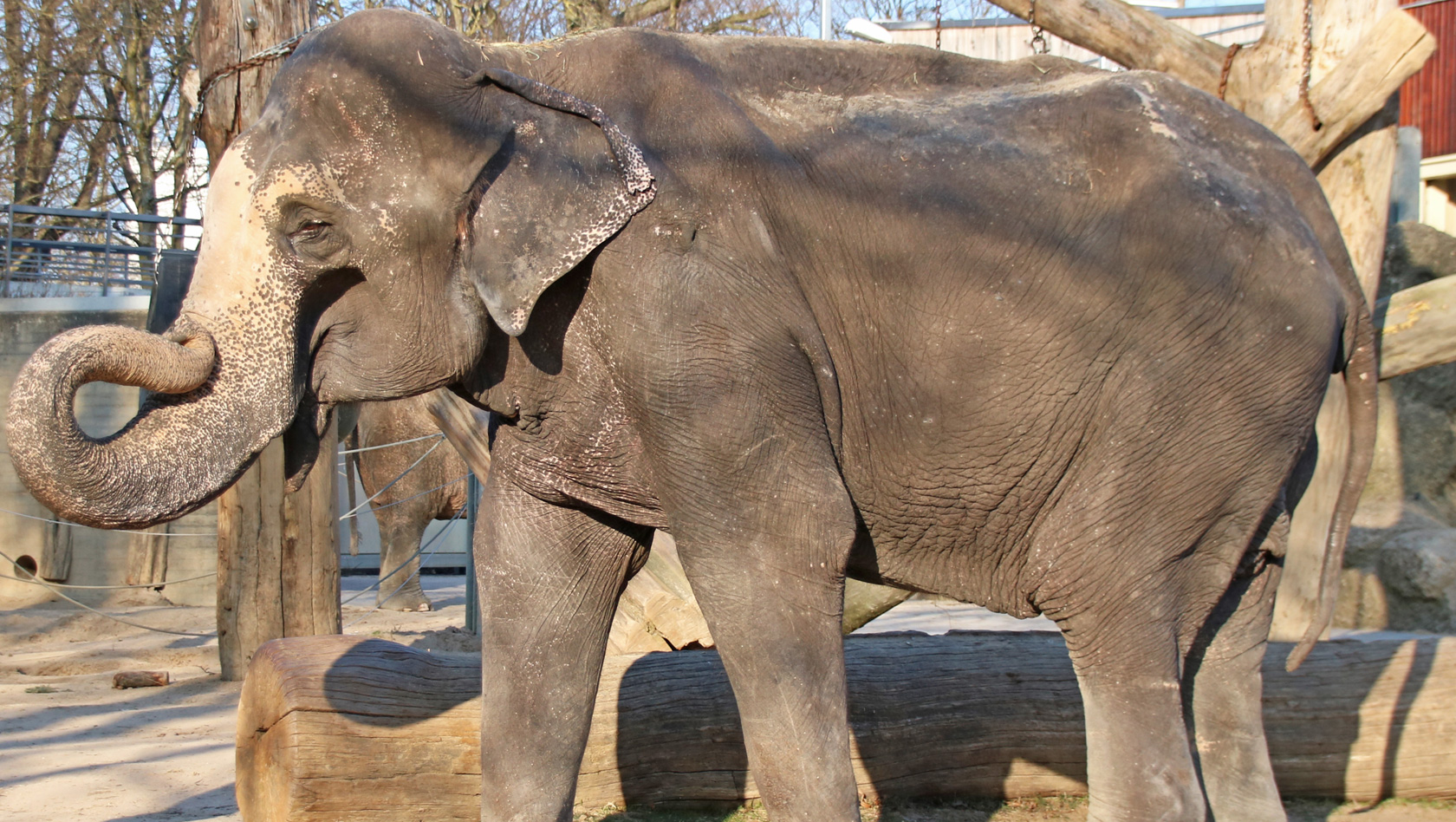 Zoo karlsruhe Elefant Rani