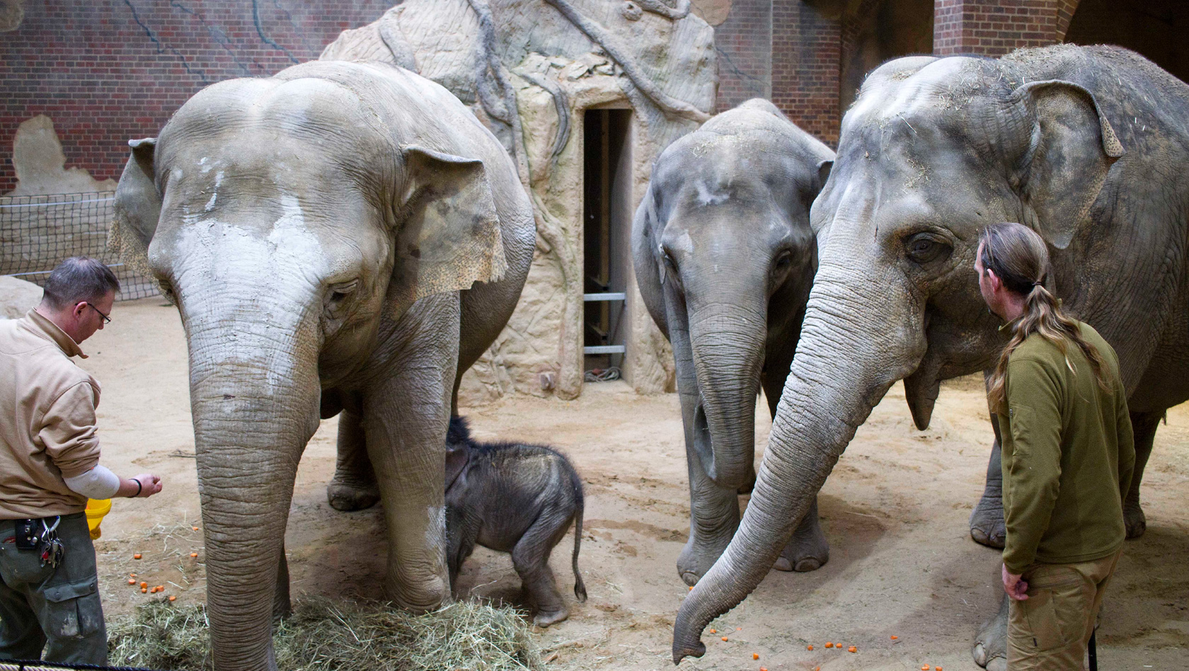 Zoo Leipzig Elefantenbaby 2019 trinkt