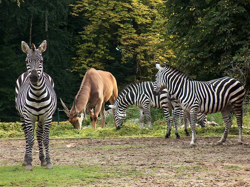 Tierpark Cottbus Zebras