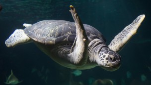 Meeresschildkröte Twiggy im SEA LIFE Oberhausen