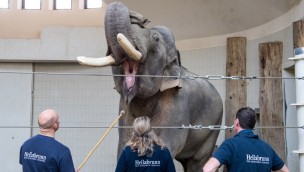 Tierpark Hellabrunn Medical Training Elefanten