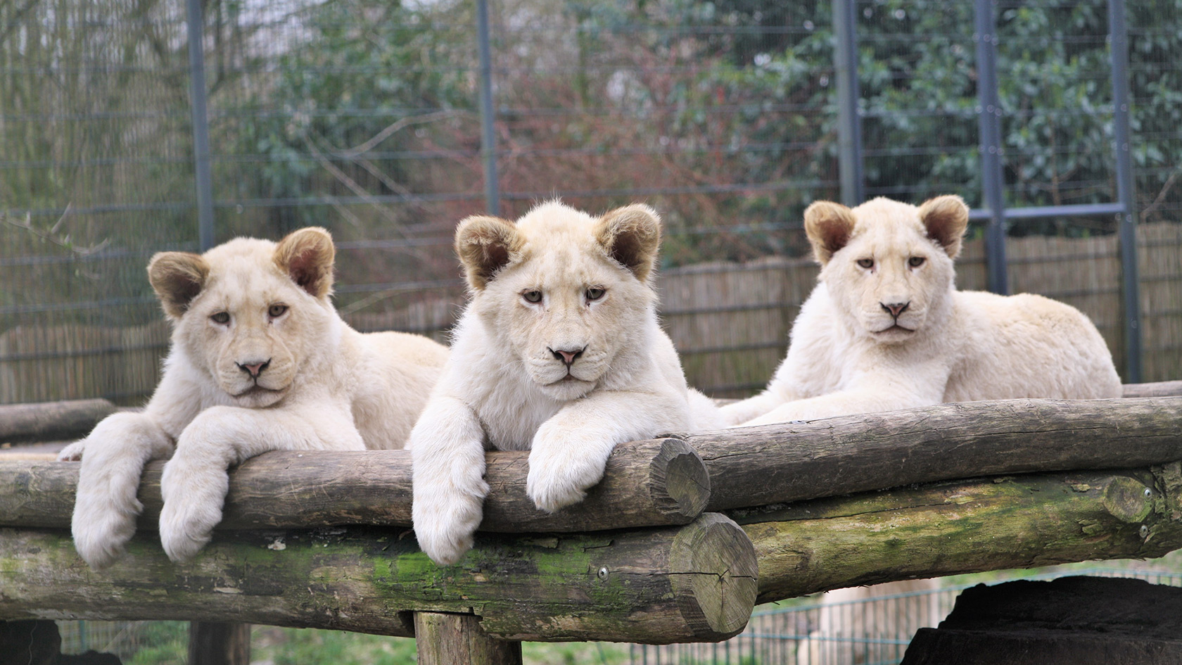 Tier- und Freizeitpark Thüle Weiße Löwen