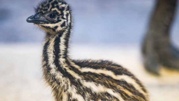 Emuküken: Die australischen Laufvögel haben Nachwuchs bekommen (Foto: Tierpark Hellabrunn, Marc Müller)