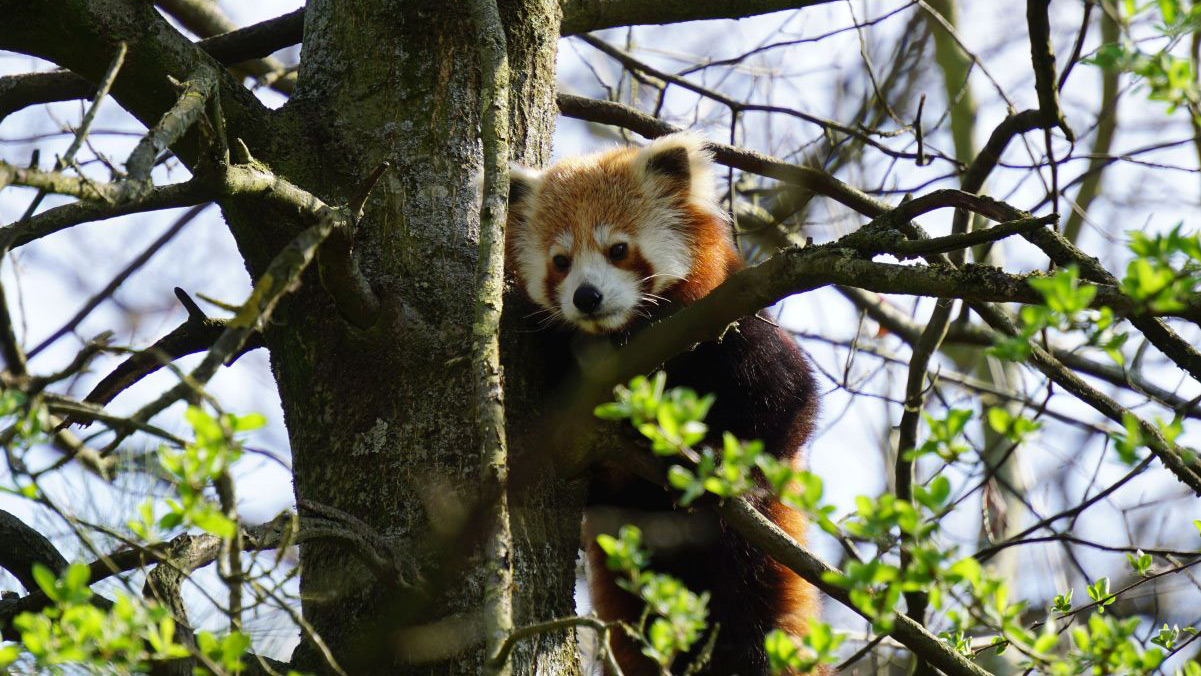 Erlebnis-Zoo Hannover Roter Panda Flin