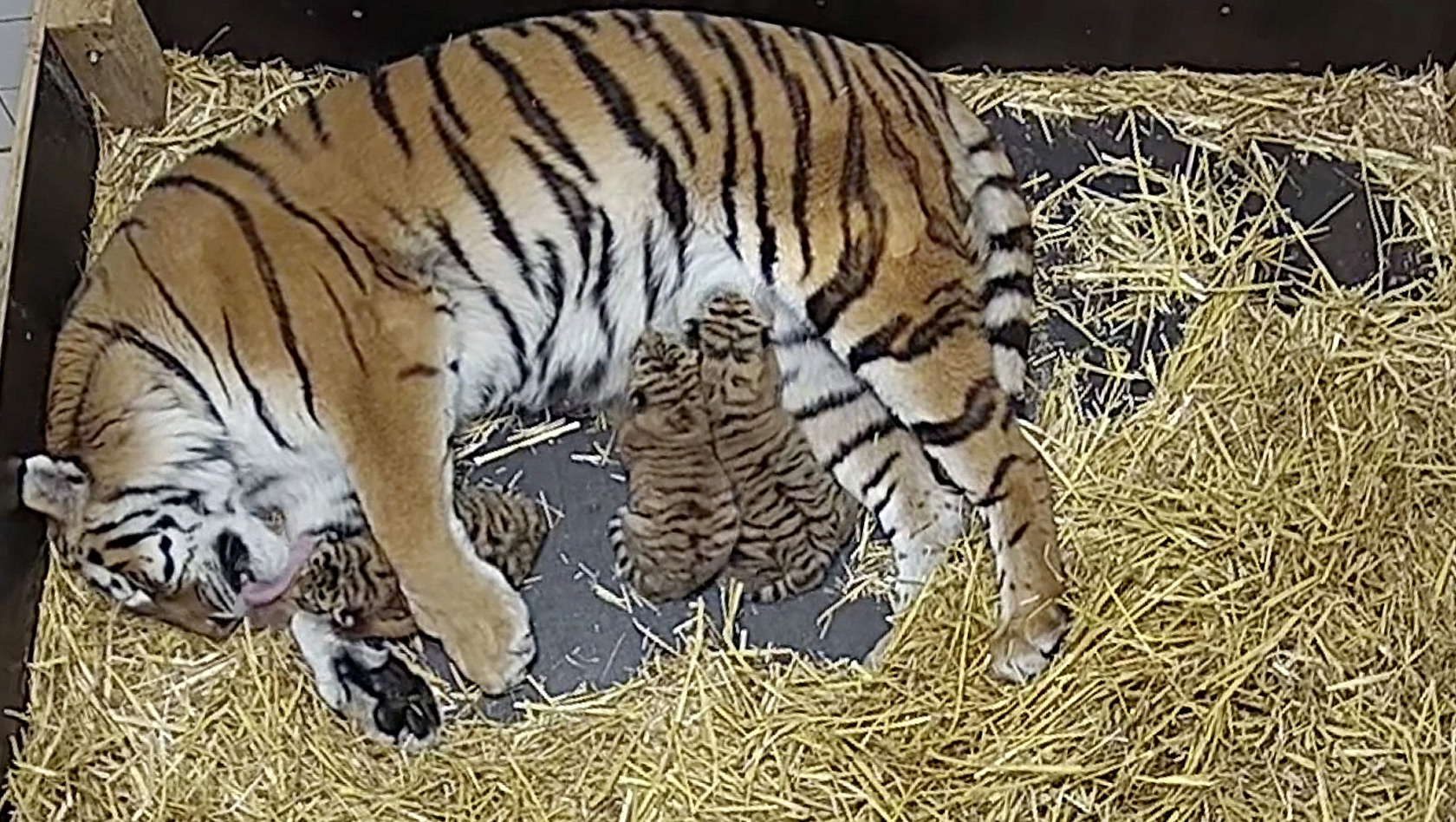 Sibirische Tiger-Babys im Erlebnis-Zoo Hannover
